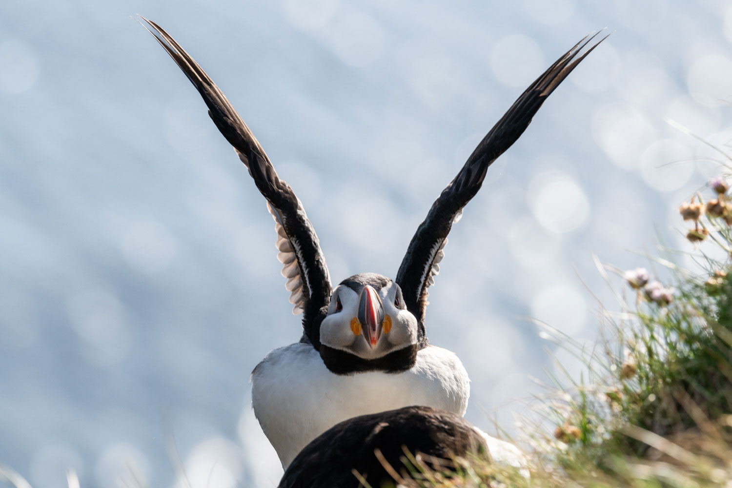 Puffin at Latrabjarg in July