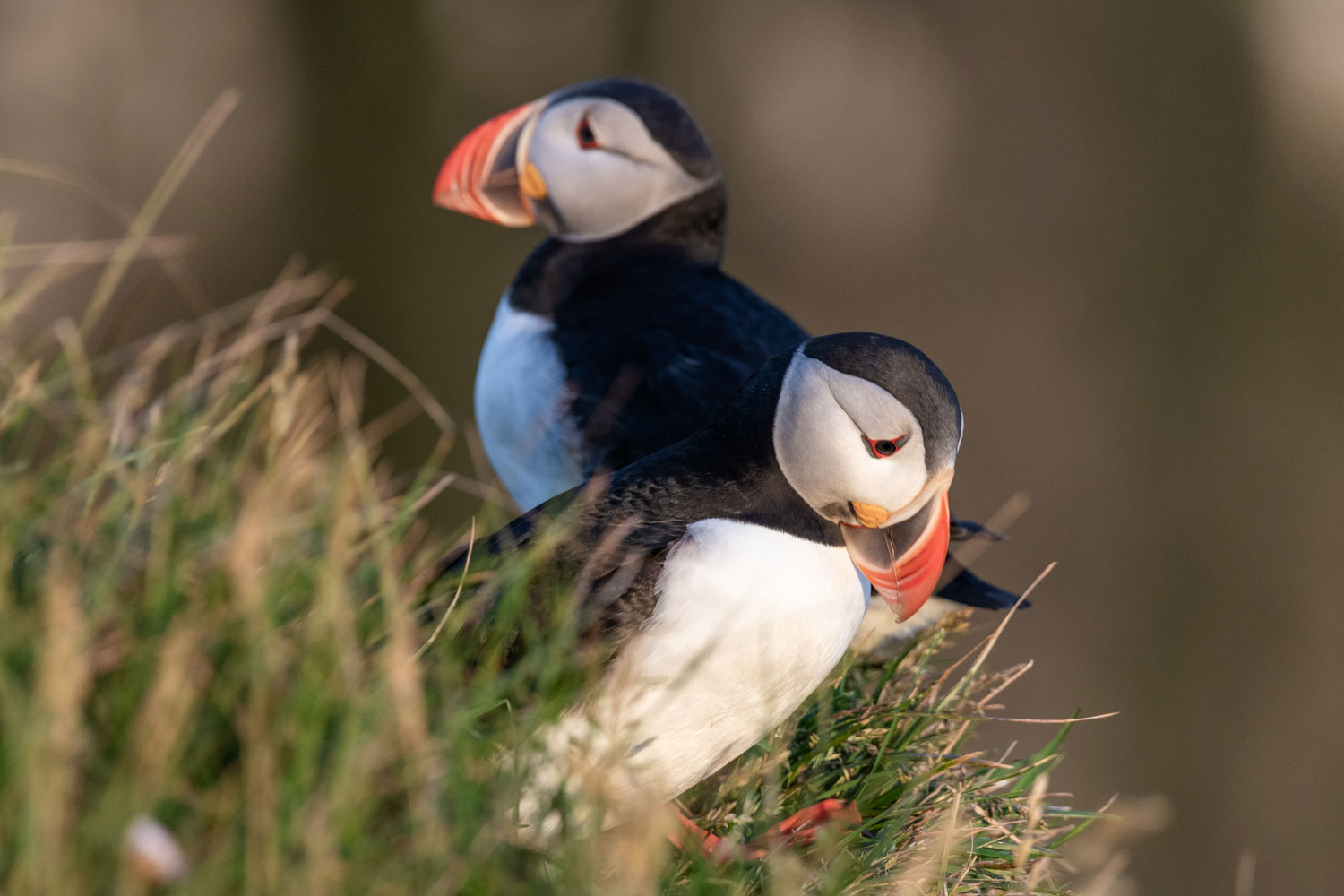 The puffin population in Iceland