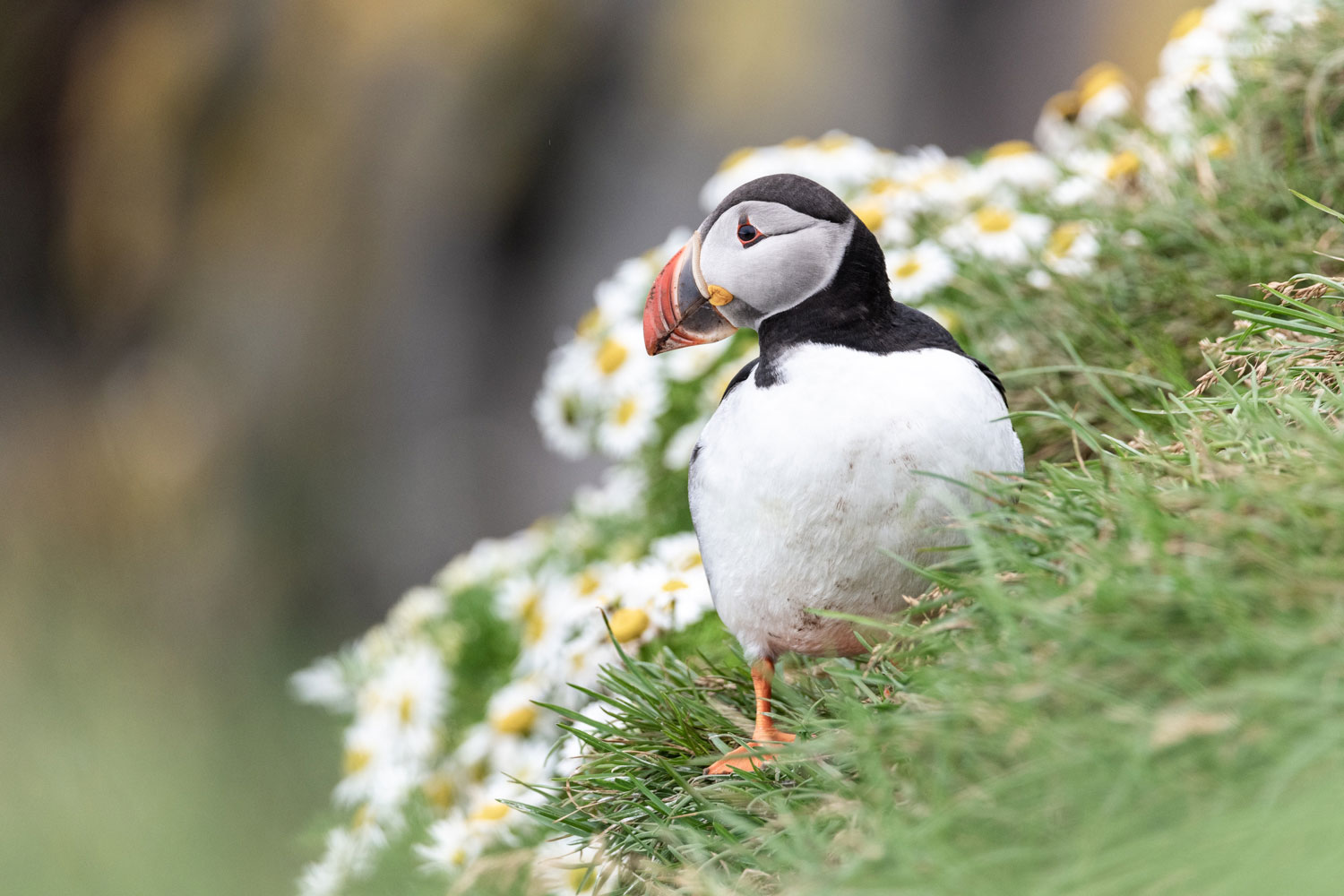 Photographing puffins in Iceland