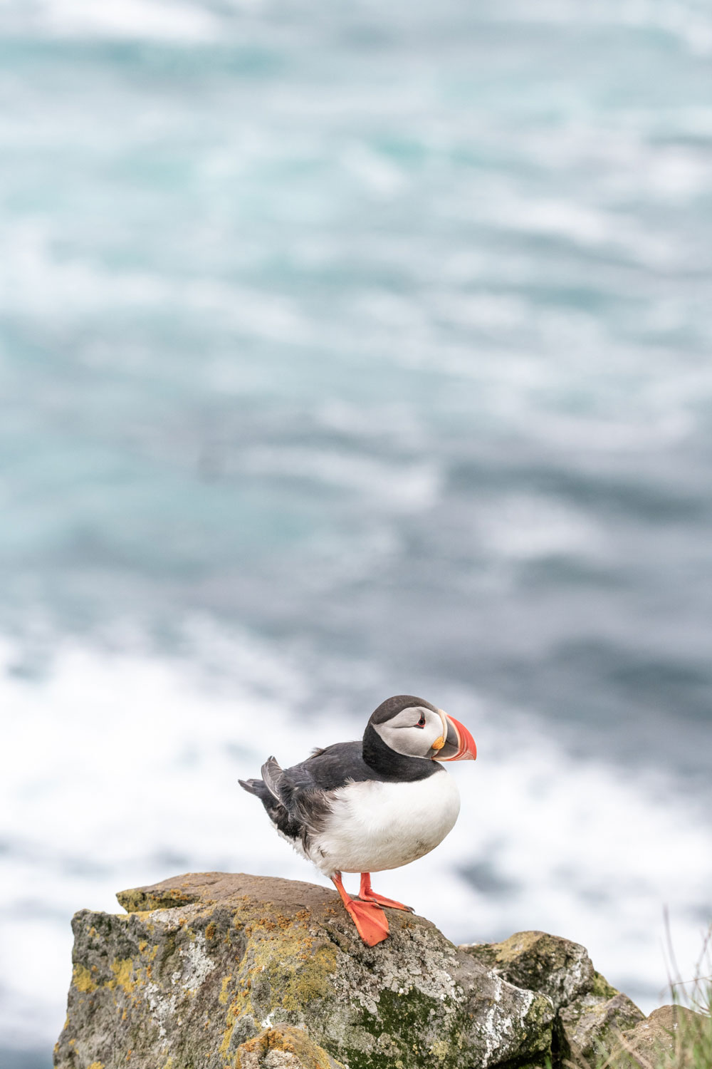 10 things you need to know about the puffin